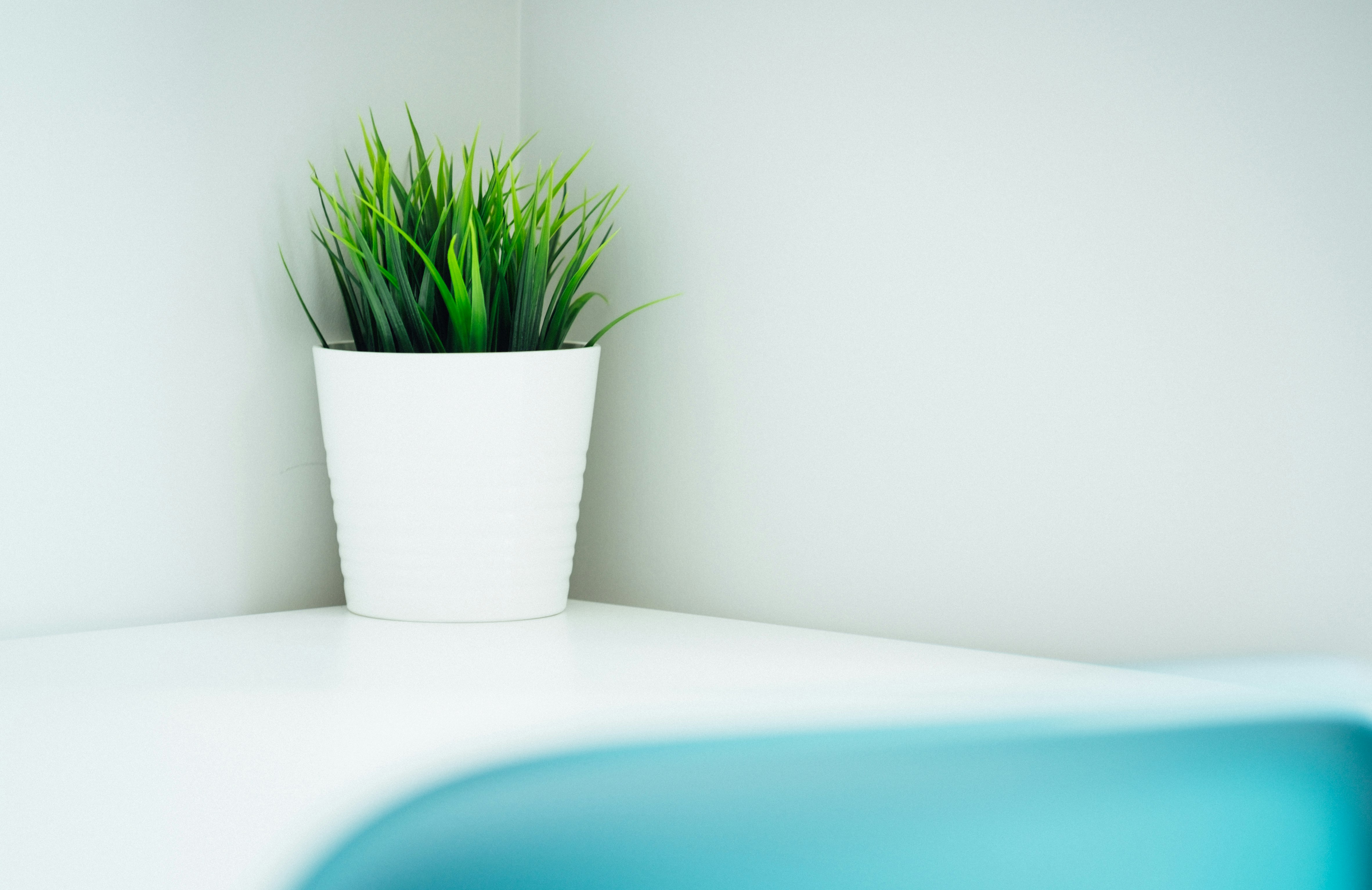 green leafed plant in white ceramic pot